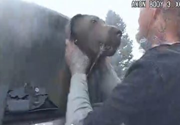 Insolite en vidéo : ce policier sauve un chien pris au piège dans un véhicule en feu !
