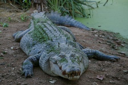 crocodile
