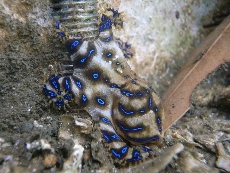 La pieuvre à anneaux bleus, mortelle pour l'Homme