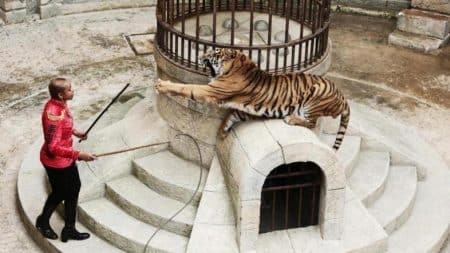tigres