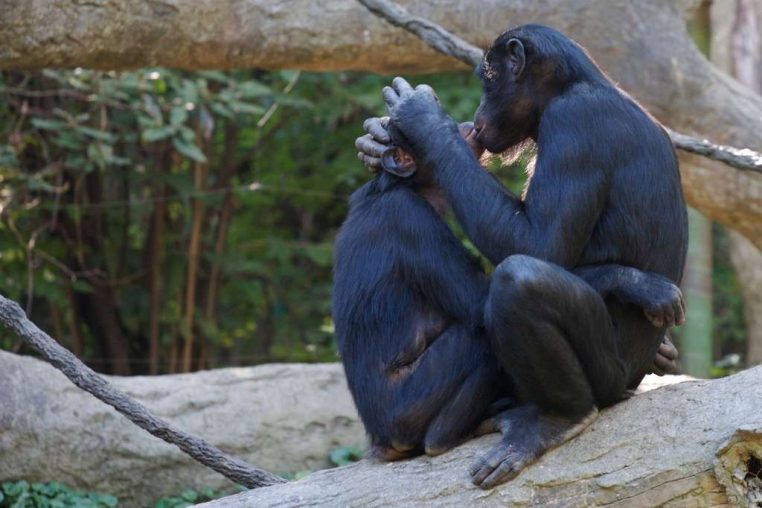 Bonobos homosexuels