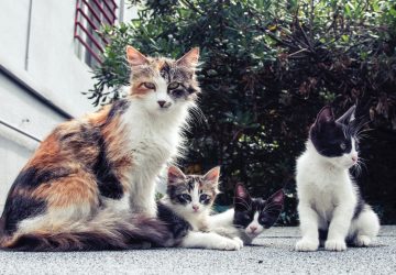 Chats morts
