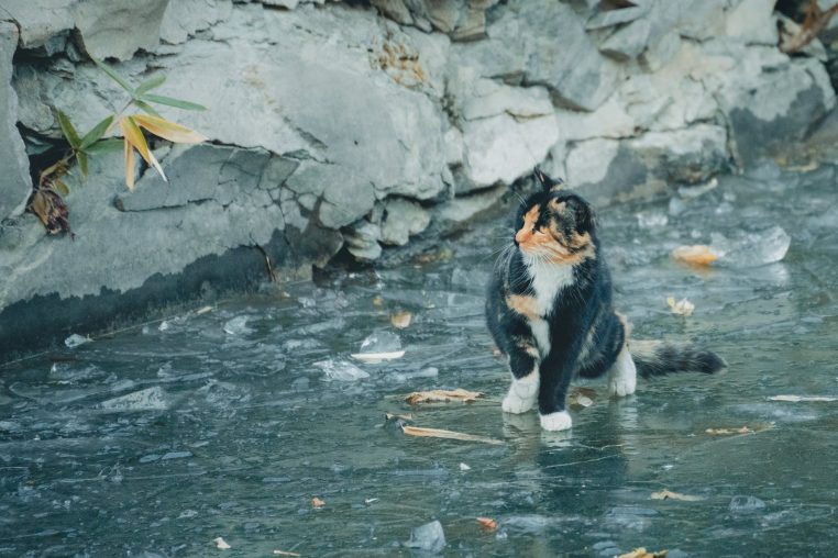 Chats n'aiment pas l'eau