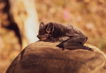 Chauve-souris virus