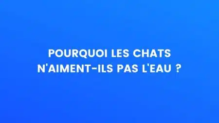 Pourquoi les chats n'aiment-ils pas l'eau