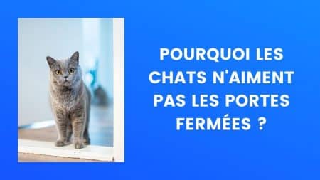 Pourquoi les chats n'aiment pas les portes fermées