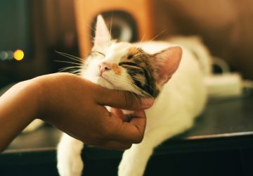 chat crise cardiaque sommeil vie