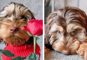 chien humain