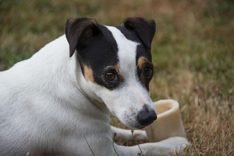 L'os à moelle pour les chiens : attention, danger