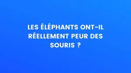 éléphants