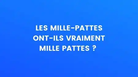 le saviez-vous mille-pattes
