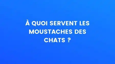 le saviez-vous moustaches