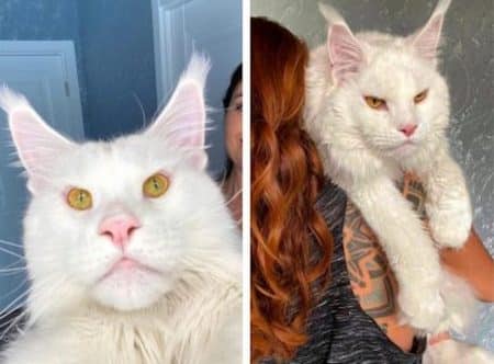 maincoon