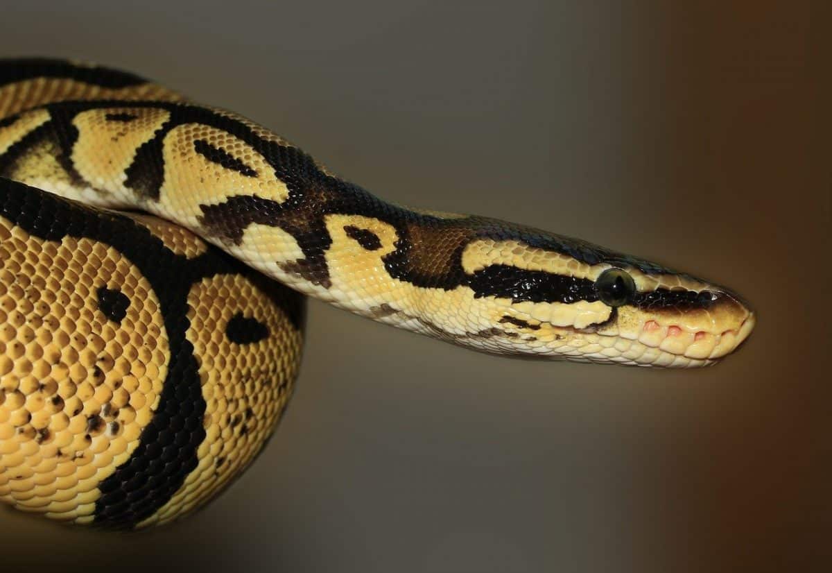 Deux hommes voulaient lâcher un python sur une fillette pour qu'il la ...