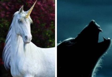animaux fantastique