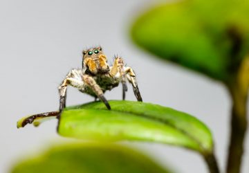 Araignées et le vert
