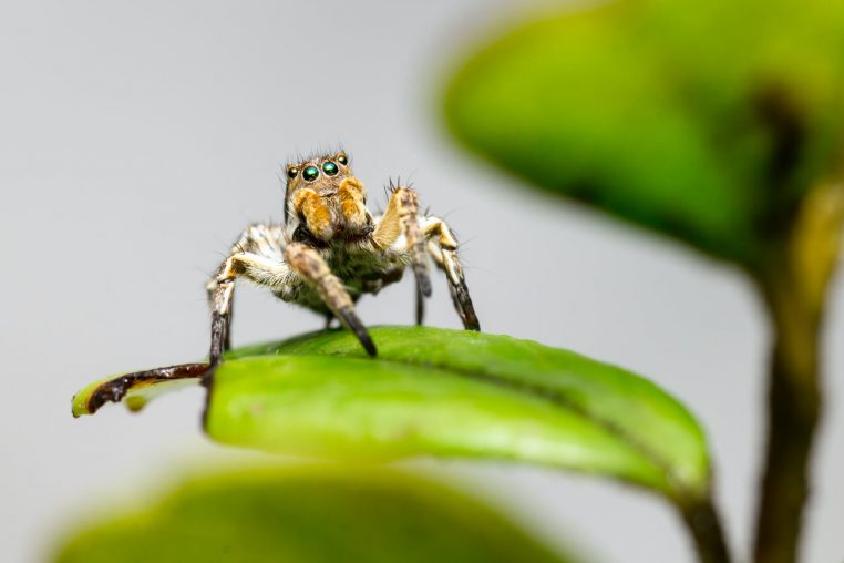 Araignées et le vert