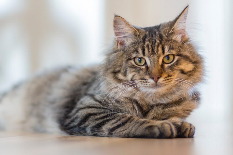 Chat balancé d'un immeuble