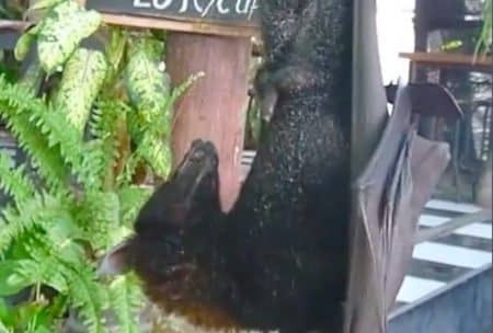 Chauve-souris