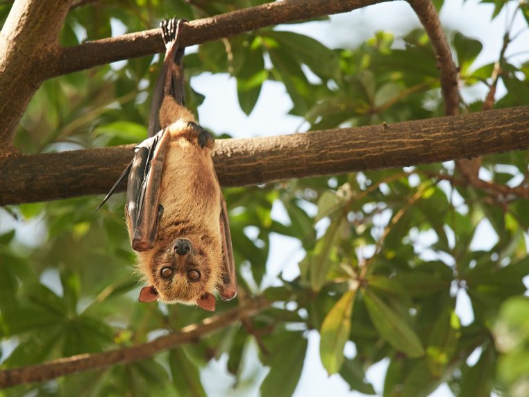 Chauve-souris