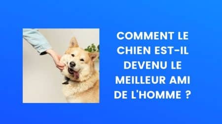 Chien meilleur ami de l'Homme
