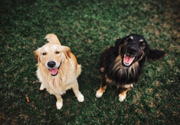 Chiens carte d'identité