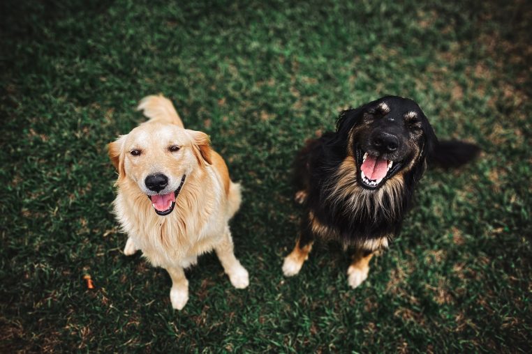 Chiens carte d'identité