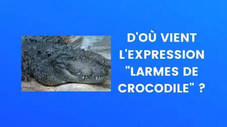 Crocodile