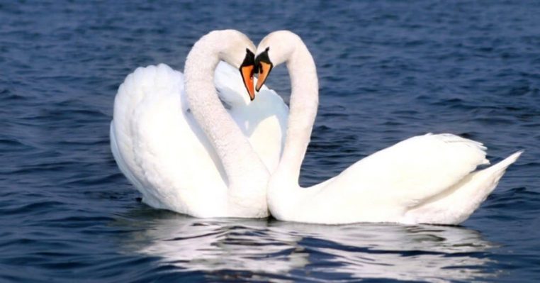 Cygnes chagrin d'amour