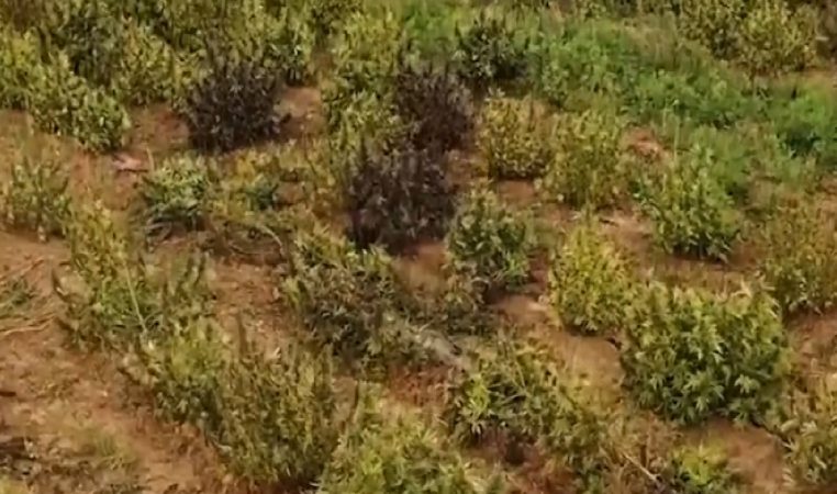 Incroyable en Espagne : 415 000 pied de Cannabis découvert !
