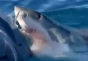 Incroyable vidéo ! Une famille vit l'horreur pendant une heure avec un grand requin blanc !