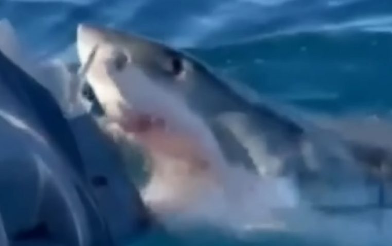 Incroyable vidéo ! Une famille vit l'horreur pendant une heure avec un grand requin blanc !