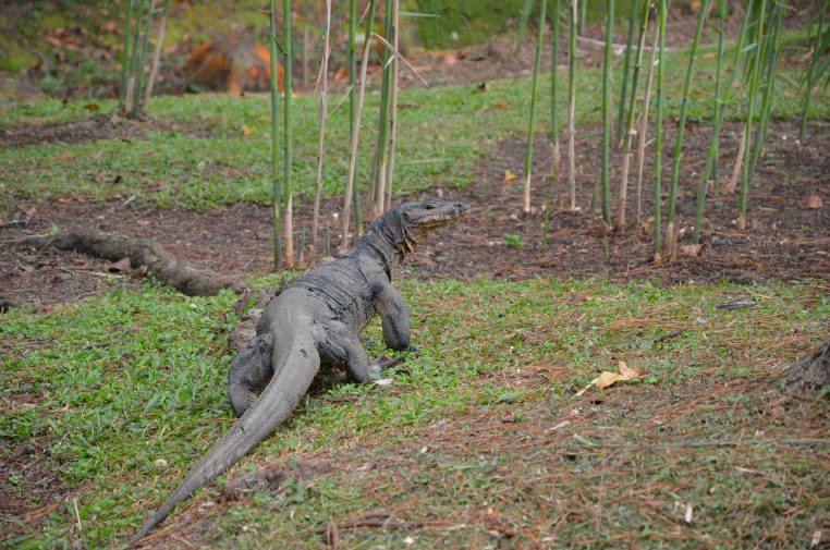 Inde Quatre hommes sont accusés d'avoir mangé le seul varan d'une réserve naturelle