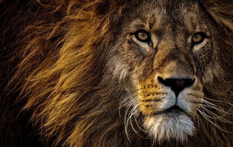 Lion roi des animaux