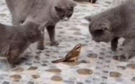 oiseaux