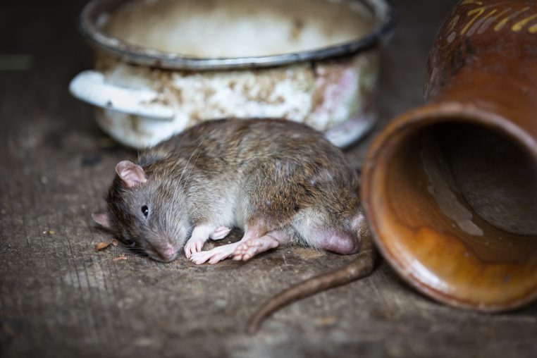 Scandale Buitoni des rats retrouvés dans une zone de production !