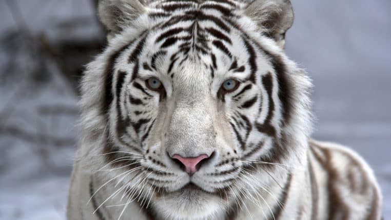 Tigre Blanc