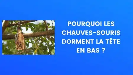 chauve souris