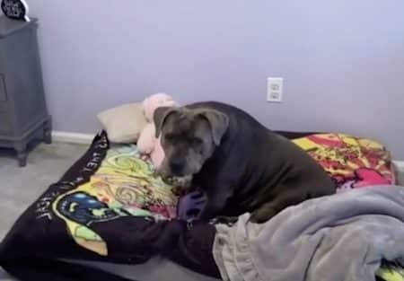 chien