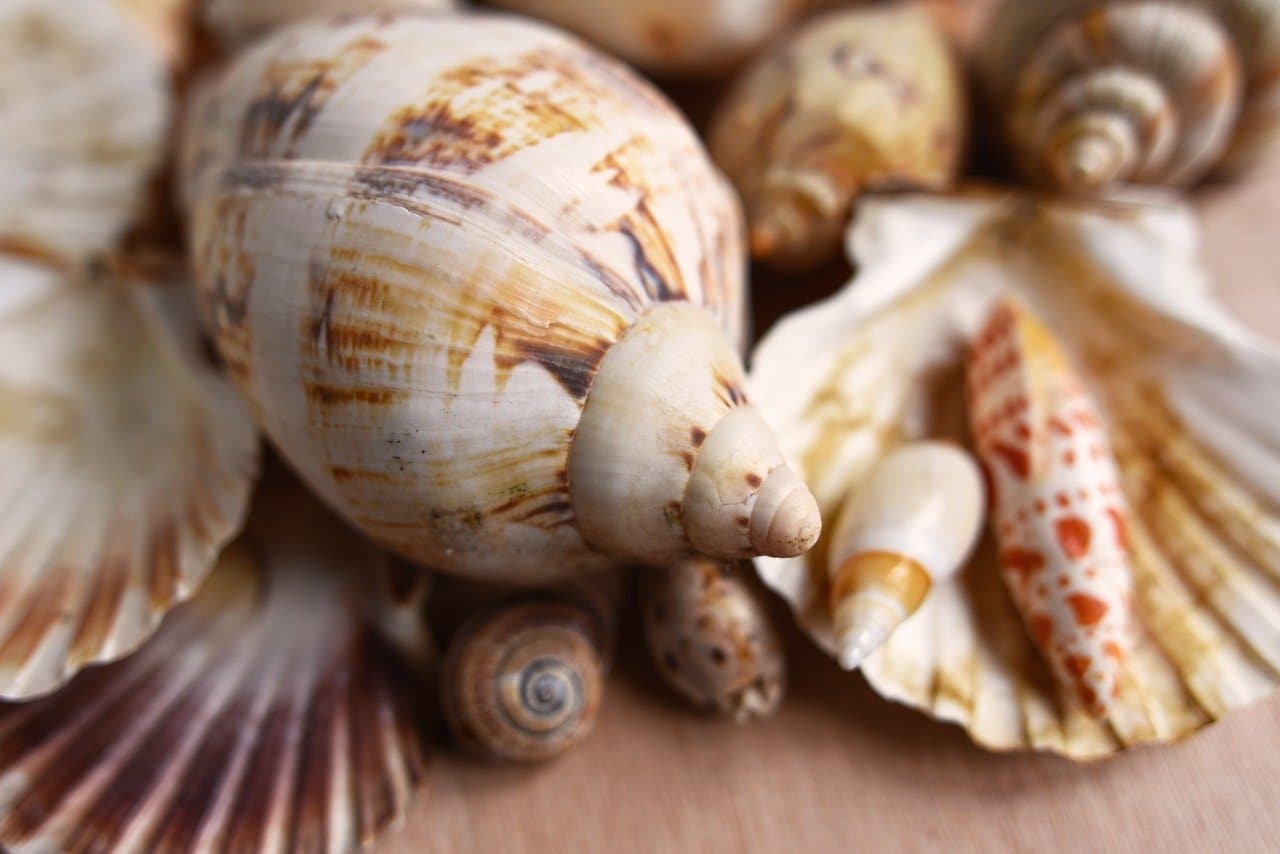 Le saviez-vous : Pourquoi entend-on la mer dans un coquillage