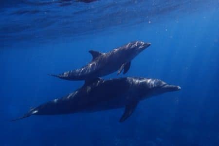 dauphins armée russe