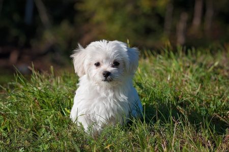 chien qui communique avec une femme