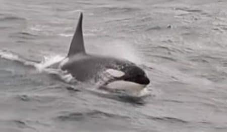orque-apercu-pecheurs-mer-manche