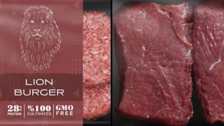 viande tigre lion
