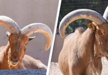 mouton