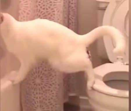 chat chute