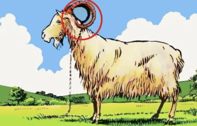 Enigme visuelle chèvre solution