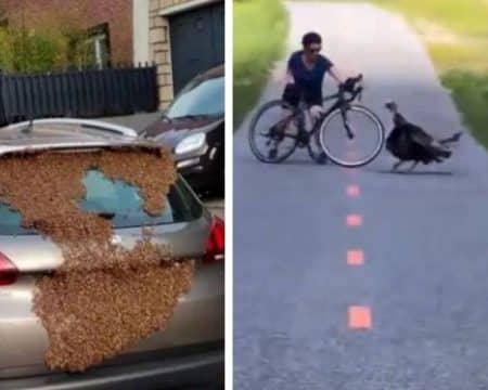 Faits divers insolites