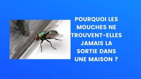 Le Saviez-vous mouches