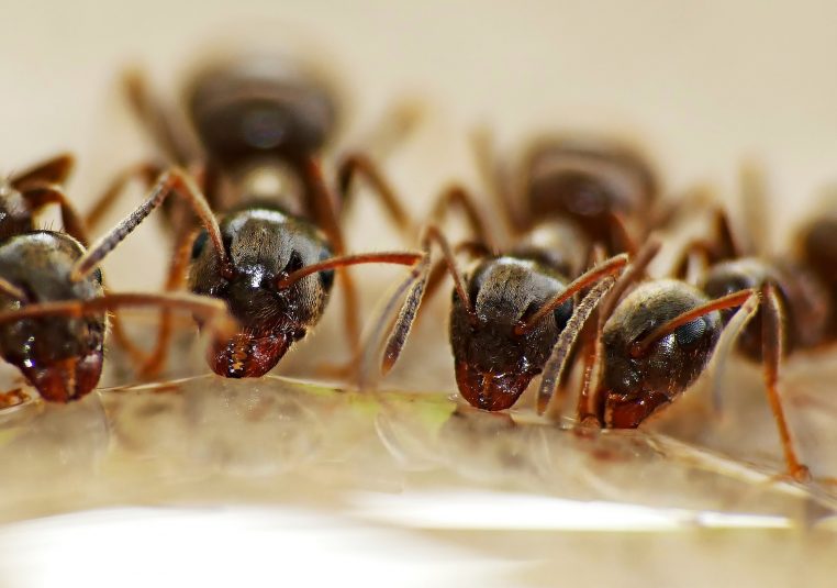 Mauvaise nouvelle ! Les fourmis rendent les compteurs Linky HS